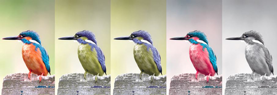Exemples d'une photo normale puis dont les couleurs ont été adaptées pour montrer ce qu'elles donnent chez les différents types de daltonisme.